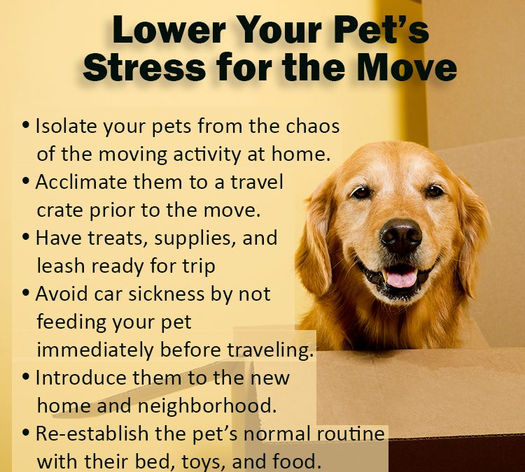 Lower Your Pet’s Stress for the Move